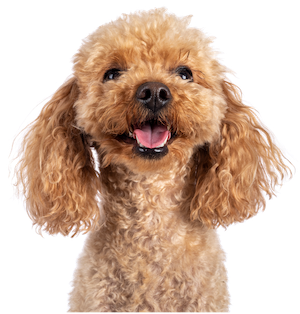 Günstige Hundeversicherung ohne Wartezeit – Schutz für Ihren Vierbeiner