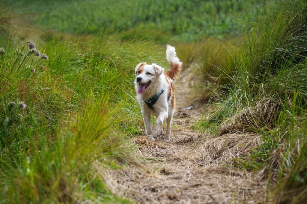 Hundekrankenversicherung Alternative Heilmethoden