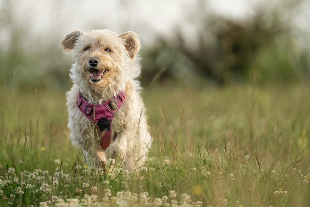 Hundekrankenversicherung Impfungen & Vorsorge 2026