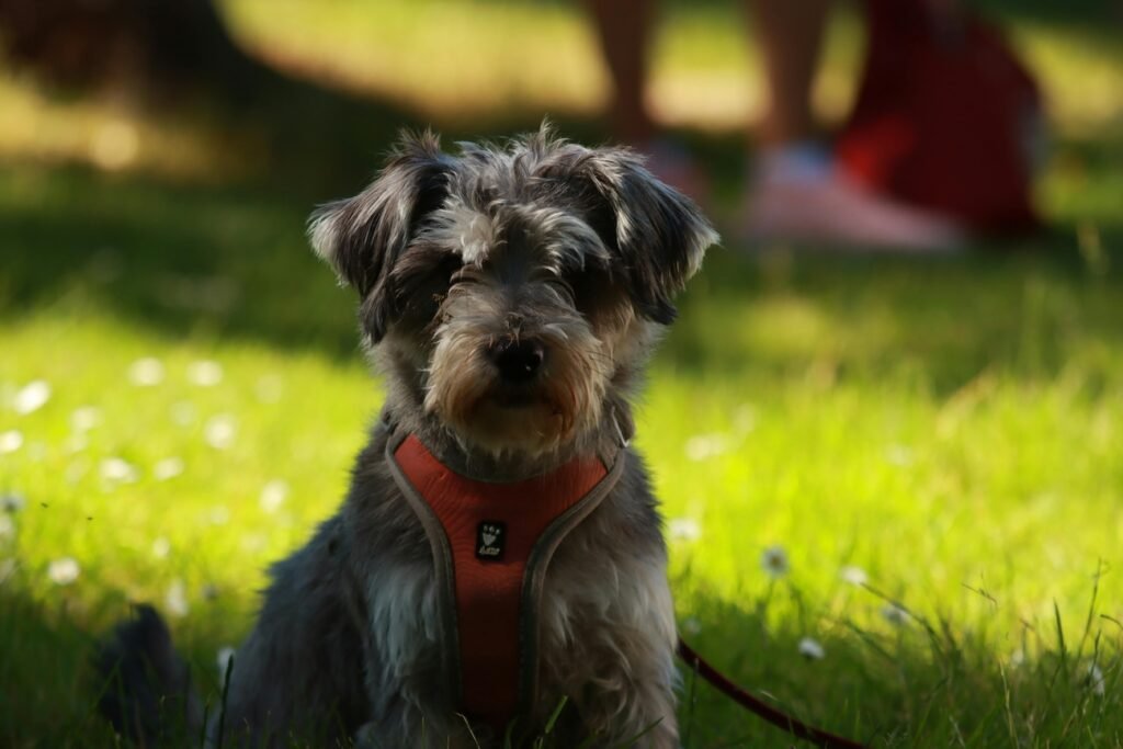 Hundekrankenversicherung Vorerkrankungen 2026 – Ausschlüsse und Möglichkeiten im Überblick
