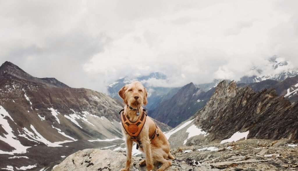 Hundeversicherung Ausland: Optimaler Schutz für Reisen mit Ihrem Hund