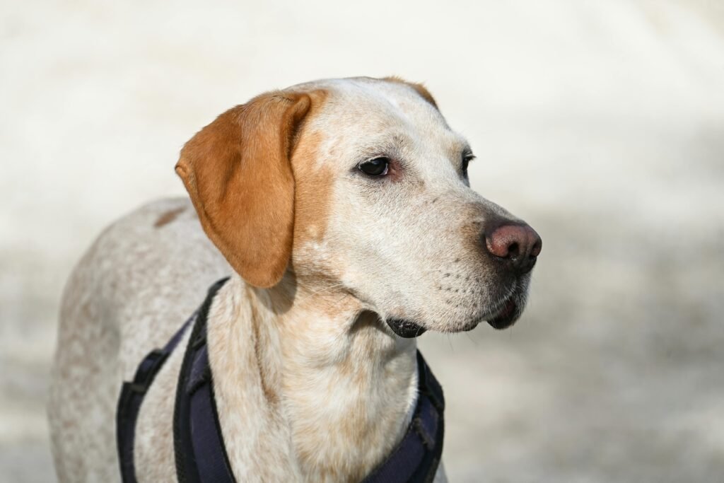 Hundeversicherung Zahnbehandlung 2026 – Kosten für Zahnstein und Zahn-OP im Überblick