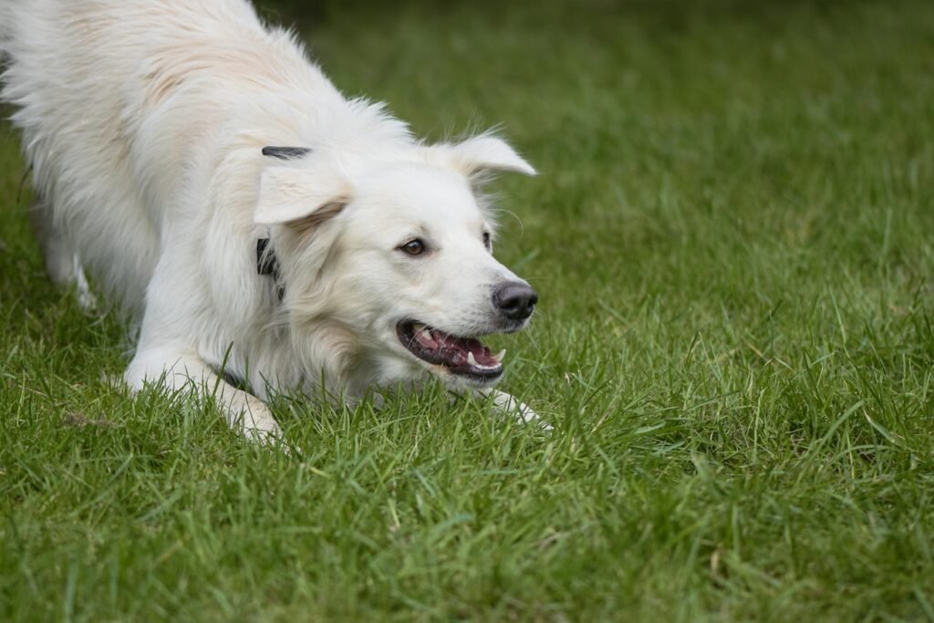 Kreuzbandriss beim Hund: Kosten, OP, Nachsorge, Physiotherapie & Versicherung