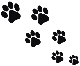 Eliminationsdiät bei Futtermittelallergie Hund – hypoallergenes Futter