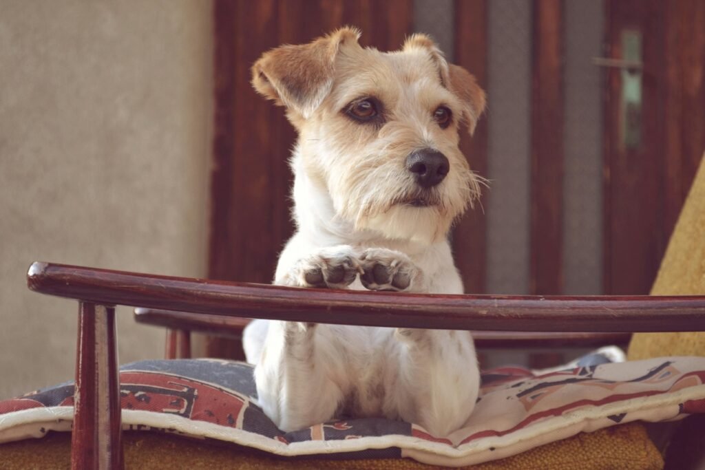 Hunde OP Versicherung Nachsorge: Was wird übernommen (2026)