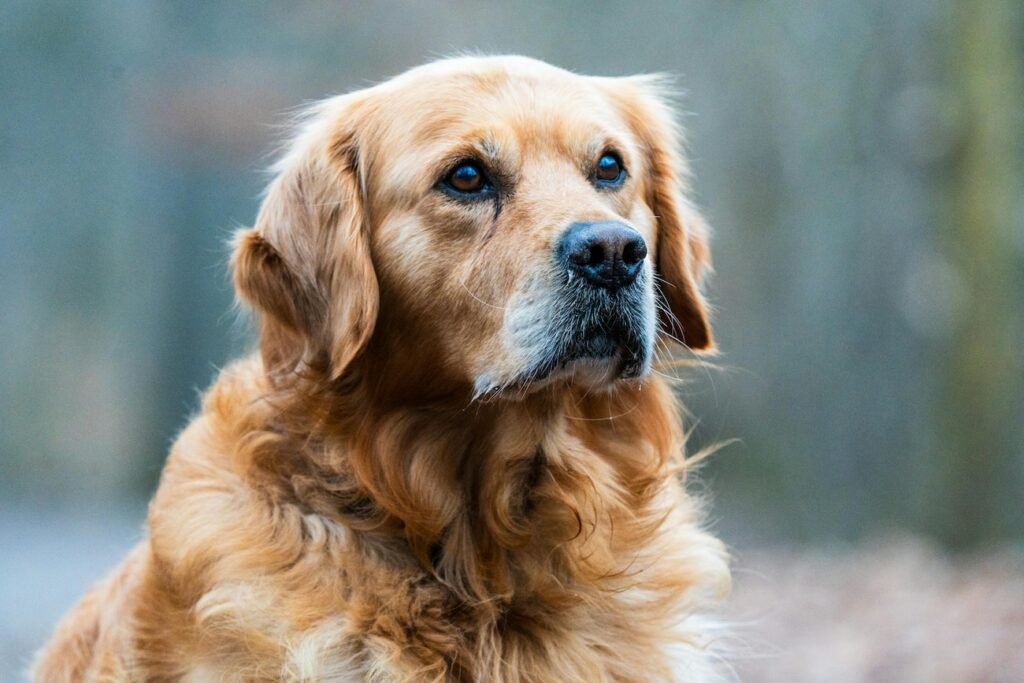 Hund mit Juckreiz und Hautproblemen – typische Symptome bei Hundeallergie