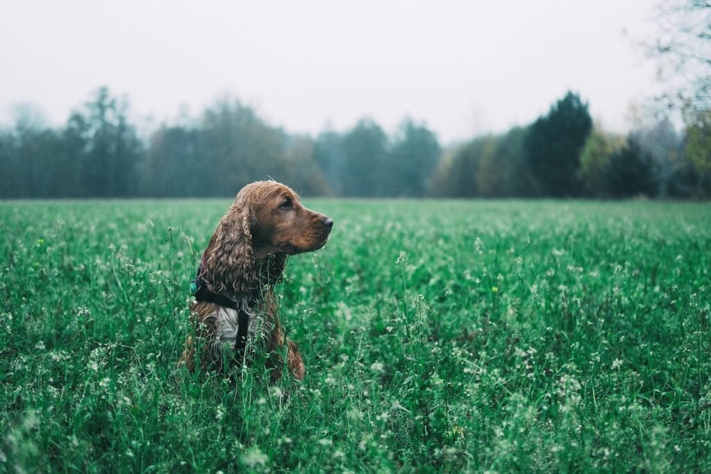 Hund mit Tumor Symptome – Lahmheit, Knoten oder Abgeschlagenheit